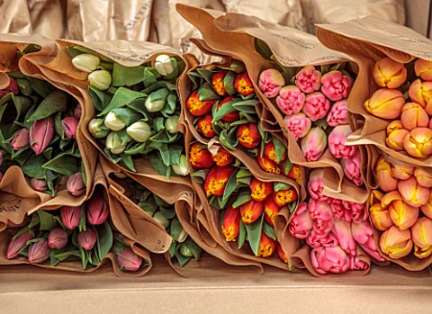 SMITH__MUNSON_LINCOLNSHIRE_TULIPS_PACKED_READY_TO_GO_TO_CUSTOMERS