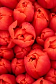 SMITH & MUNSON, LINCOLNSHIRE: DUTCH MASTER, ORANGE FLOWERS OF TULIP ORANGE JUICE, SPRING, MAY, BULBS