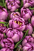 SMITH & MUNSON, LINCOLNSHIRE: LILAC FLOWERS OF TULIP KICKSTART, DOUBLE, EARLY, BULBS, MAY