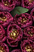 SMITH & MUNSON, LINCOLNSHIRE: PURPLE FLOWERS OF TULIP PURPLE CRYSTAL, FRINGED