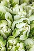 SMITH & MUNSON, LINCOLNSHIRE: GREEN, WHITE, CREAM FLOWERS OF PARROT TULIP SUPER PARROT