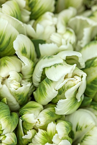 SMITH__MUNSON_LINCOLNSHIRE_GREEN_WHITE_CREAM_FLOWERS_OF_PARROT_TULIP_SUPER_PARROT