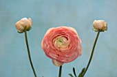 SMITH & MUNSON, LINCOLNSHIRE: PINK, SALMON FLOWERS OF RANUNCULUS ELEGANCE SALMONE