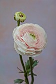 SMITH & MUNSON, LINCOLNSHIRE: PALE PINK, WHITE FLOWERS OF RANUNCULUS ASIATICUS CLONI SUCCESS HANOI, PERSIAN BUTTERCUP