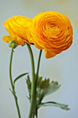 SMITH & MUNSON, LINCOLNSHIRE: YELLOW FLOWERS OF RANUNCULUS ELEGANCE GIALLO