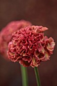 SMITH & MUNSON, LINCOLNSHIRE: DARK RED FLOWERS OF RANUNCULUS CLONI PON PON MINERVA
