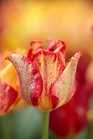 SMITH__MUNSON_LINCOLNSHIRE_RED_ORANGE_YELLOW_FLOWERS_OF_TULIP_STRIPED_CROWN_SPRING_MAY_BULBS