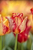 SMITH & MUNSON, LINCOLNSHIRE: RED, ORANGE, YELLOW FLOWERS OF TULIP STRIPED CROWN, SPRING, MAY, BULBS