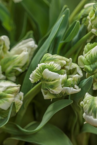 SMITH__MUNSON_LINCOLNSHIRE_GREEN_WHITE_CREAM_FLOWERS_OF_PARROT_TULIP_SUPER_PARROT