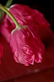 SMITH & MUNSON, LINCOLNSHIRE: PINK FLOWERS OF PARROT TULIP MARVEL PARROT