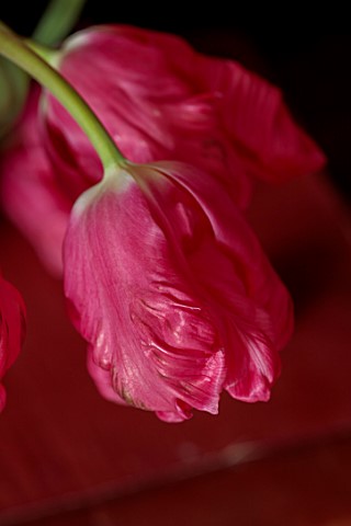 SMITH__MUNSON_LINCOLNSHIRE_PINK_FLOWERS_OF_PARROT_TULIP_MARVEL_PARROT