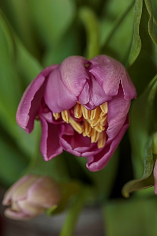 SMITH__MUNSON_LINCOLNSHIRE_PINK_LILAC_FLOWERS_OF_DOUBLE_TULIP_KICKSTART_BULBS_MAY
