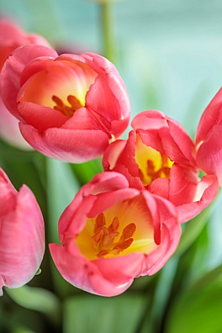 SMITH__MUNSON_LINCOLNSHIRE_PINK_YELLOW_FLOWERS_OF_TULIP_SUPERMODEL_BULBS