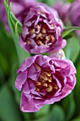 SMITH & MUNSON, LINCOLNSHIRE: PINK, LILAC FLOWERS OF DOUBLE TULIP KICKSTART, BULBS, MAY