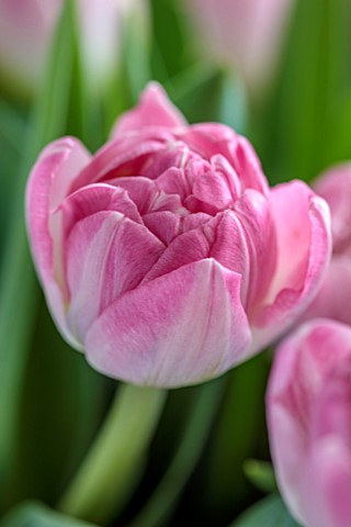 SMITH__MUNSON_LINCOLNSHIRE_PINK_WHITE_FLOWERS_OF_PINK_DOUBLE_TULIP_VOGUE_BULBS_MAY