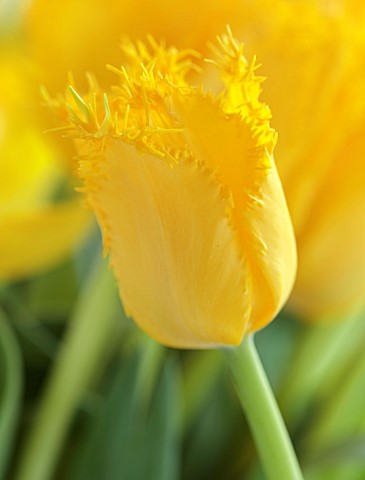 SMITH__MUNSON_LINCOLNSHIRE_YELLOW_FLOWERS_OF_DOUBLE_FRINGED_TULIP_YELLOW_VALERY_BULBS_MAY