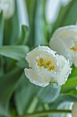 SMITH & MUNSON, LINCOLNSHIRE: WHITE, FRINGED FLOWERS OF TULIP SMIRNOFF, BULBS, MAY