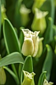 SMITH & MUNSON, LINCOLNSHIRE: WHITE, GREEN FLOWERS OF TULIP WHITE LIBERSTAR, CROWN, BULBS, MAY