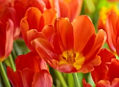 SMITH & MUNSON, LINCOLNSHIRE: DUTCH MASTER, ORANGE FLOWERS OF TULIP ORANGE JUICE, SPRING, MAY, BULBS