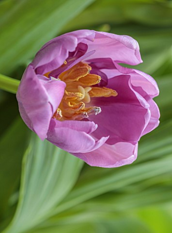SMITH__MUNSON_LINCOLNSHIRE_PINK_LILAC_FLOWERS_OF_DOUBLE_TULIP_KICKSTART_BULBS_MAY