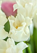 SMITH & MUNSON, LINCOLNSHIRE: WHITE, FLOWERS OF TULIP WHITE LIBERSTAR, CROWN, BULBS, MAY