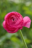 SMITH & MUNSON, LINCOLNSHIRE: PINK FLOWERS OF RANUNCULUS ELEGANCE CICLAMINO, BLOOMS, FLOWERING, MAY, BLOOMING