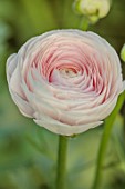SMITH & MUNSON, LINCOLNSHIRE: PALE PINK FLOWERS OF RANUNCULUS CLONI SUCCESS HANOI, BLOOMS, FLOWERING, MAY, BLOOMING