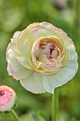 SMITH & MUNSON, LINCOLNSHIRE: PINK FLOWERS OF RANUNCULUS CLONI SUCCESS FELICIDADE, BLOOMS, FLOWERING, MAY, BLOOMING