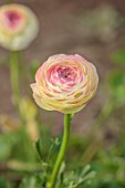 SMITH & MUNSON, LINCOLNSHIRE: PINK FLOWERS OF RANUNCULUS CLONI SUCCESS FELICIDADE, BLOOMS, FLOWERING, MAY, BLOOMING