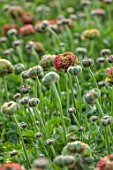 SMITH & MUNSON, LINCOLNSHIRE: PINK, GREEN FLOWERS OF RANUNCULUS PON PON FANNY, BLOOMS, BLOOMING, FLOWERING, MAY