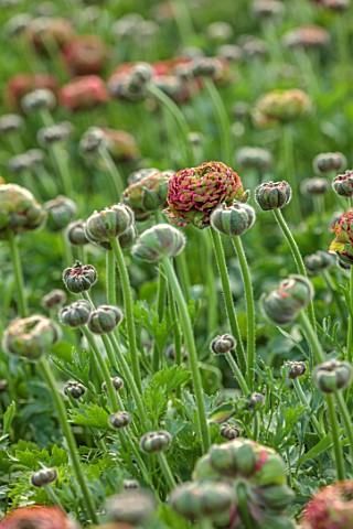 SMITH__MUNSON_LINCOLNSHIRE_PINK_GREEN_FLOWERS_OF_RANUNCULUS_PON_PON_FANNY_BLOOMS_BLOOMING_FLOWERING_