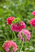 SMITH & MUNSON, LINCOLNSHIRE: PINK, GREEN FLOWERS OF RANUNCULUS ELEGANCE FESTIVAL ROSA, BLOOMS, BLOOMING, FLOWERING, MAY