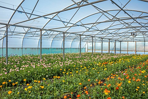 SMITH__MUNSON_LINCOLNSHIRE_GREENHOUSE_GLASSHOUSE_FILLED_WITH_RANUNCULUS