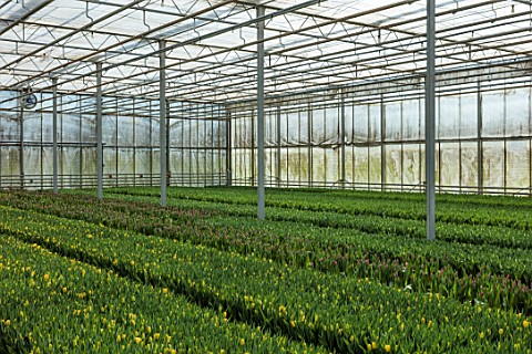 SMITH__MUNSON_LINCOLNSHIRE_HYDROPONICALLY_GROWN_TULIPS_IN_GREENHOUSE_WAITING_TO_BE_PICKED_FOR_CUT_FL