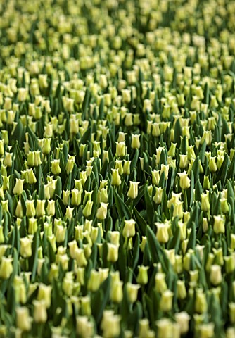 SMITH__MUNSON_LINCOLNSHIRE_WHITE_GREEN_FLOWERS_OF_TULIP_WHITE_LIBERSTAR_CROWN_BULBS_MAY