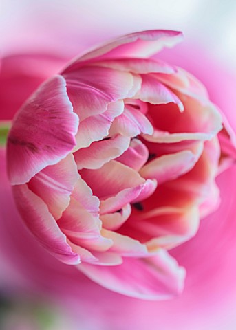 SMITH__MUNSON_LINCOLNSHIRE_PINK_WHITE_FLOWERS_OF_TULIP_COLUMBUS_BULBS_MAY