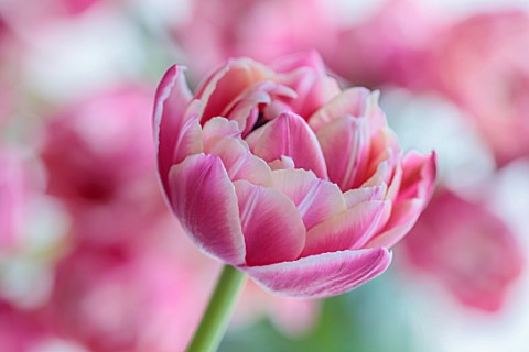 SMITH__MUNSON_LINCOLNSHIRE_PINK_WHITE_FLOWERS_OF_TULIP_COLUMBUS_BULBS_MAY