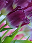 SMITH & MUNSON, LINCOLNSHIRE: PURPLE FLOWERS OF FRINGED TULIP PURPLE CRYSTAL, BULBS, MAY