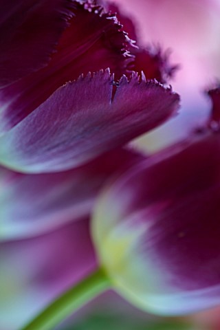 SMITH__MUNSON_LINCOLNSHIRE_PURPLE_FLOWERS_OF_FRINGED_TULIP_PURPLE_CRYSTAL_BULBS_MAY
