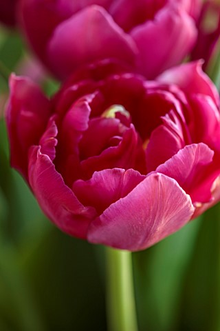 SMITH__MUNSON_LINCOLNSHIRE_PURPLE_FLOWERS_OF_TULIP_WORLD_BOWL_DOUBLE_BULBS_MAY