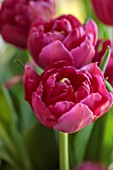 SMITH & MUNSON, LINCOLNSHIRE: PURPLE FLOWERS OF TULIP WORLD BOWL, DOUBLE, BULBS, MAY