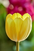 SMITH & MUNSON, LINCOLNSHIRE: PALE YELLOW FLOWERS OF TULIP CREME FRAICHE, BULBS, MAY