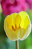 SMITH & MUNSON, LINCOLNSHIRE: PALE YELLOW FLOWERS OF TULIP CREME FRAICHE, BULBS, MAY
