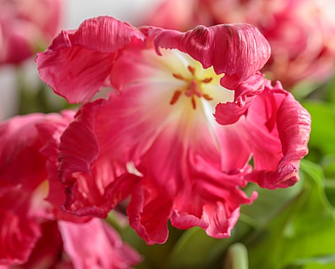 SMITH__MUNSON_LINCOLNSHIRE_PINK_FLOWERS_OF_TULIP_MARVEL_PARROT_SPRING_MAY_BULBS