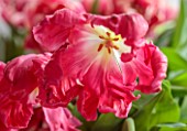 SMITH & MUNSON, LINCOLNSHIRE: PINK FLOWERS OF TULIP MARVEL PARROT, SPRING, MAY, BULBS