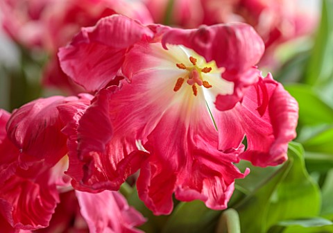 SMITH__MUNSON_LINCOLNSHIRE_PINK_FLOWERS_OF_TULIP_MARVEL_PARROT_SPRING_MAY_BULBS