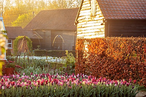 ULTING_WICK_ESSEX_TULIPS_GROWING_IN_A_RAISED_BED_WITH_BARNS_IN_THE_BACKGROUND_BULBS_MAY_SUNRISE