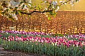 ULTING WICK, ESSEX: TULIPS GROWING IN A RAISED BED WITH HEDGES, HEDGING IN THE BACKGROUND, BULBS, MAY, SUNRISE