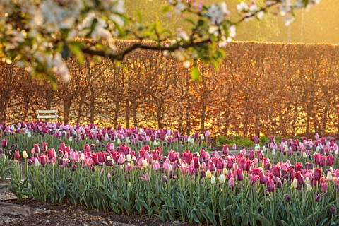 ULTING_WICK_ESSEX_TULIPS_GROWING_IN_A_RAISED_BED_WITH_HEDGES_HEDGING_IN_THE_BACKGROUND_BULBS_MAY_SUN