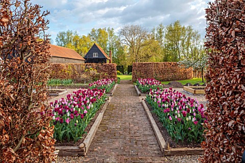 ULTING_WICK_ESSEX_TULIPS_GROWING_IN_A_RAISED_BEDS_WITH_BEECH_HEDGES_HEDGING_IN_THE_BACKGROUND_BULBS_